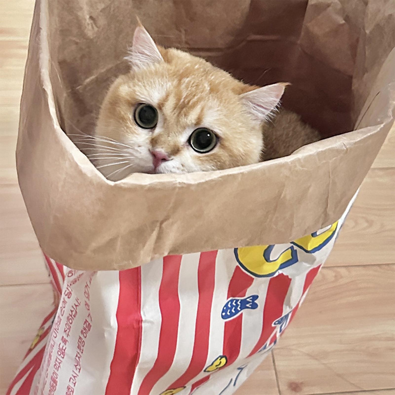 Crinkle Cat Bag Foldable Inter - Dog Puzzle Feeder Toy 评论和价格