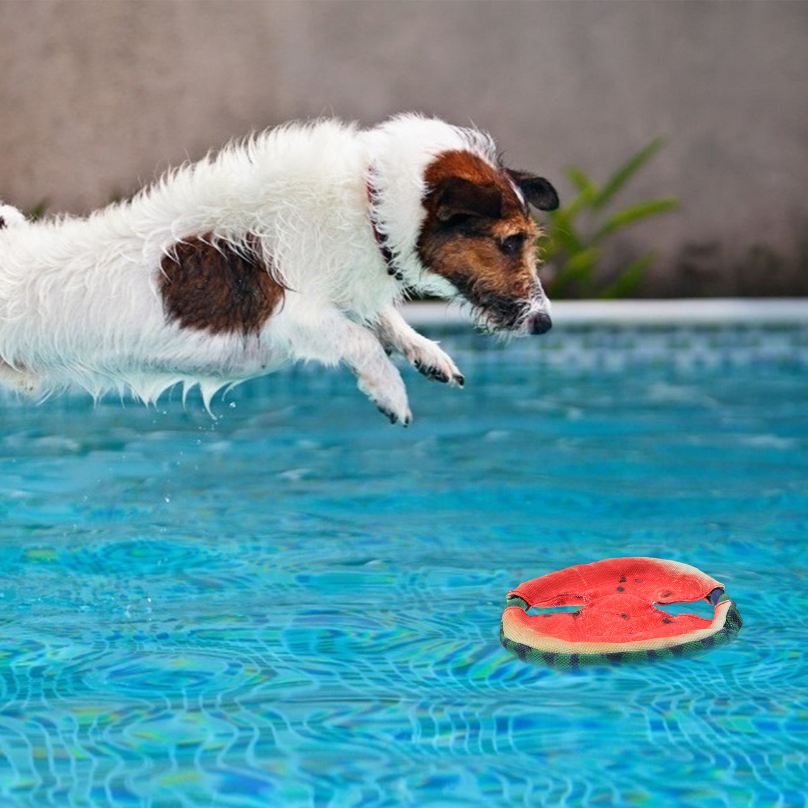 Dog Flying Disc Floating Water - Flying Disc Dog Training Toy 评论和价格
